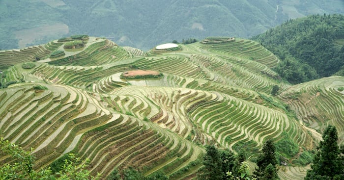 Terrazas de arroz de Longsheng